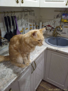 Любимое место кота - это столешница.