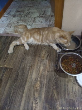 все так же лежа пьет воду. Видимо ему так удобно