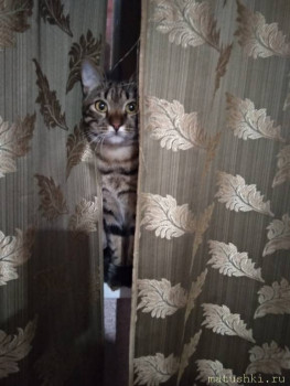 Любимая кошатинка  - IMG_20200711_215528.jpg