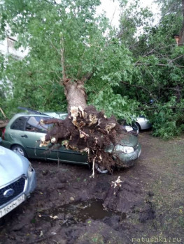 А что у нас с погодой? -6 - дерево 1.jpg