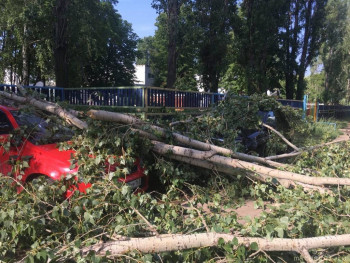 А что у нас с погодой? -6 - дерево 2.jpg