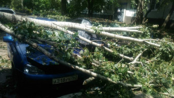 А что у нас с погодой? -6 - дерево 3.jpg