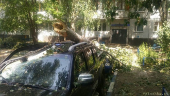 А что у нас с погодой? -6 - дерево 4.jpg