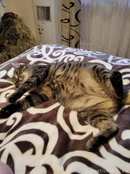 Страшнее кошки зверя нет  - IMG_20200216_181209_1.jpg