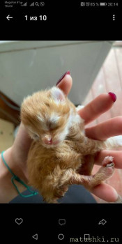 Любимая кошатинка  - IMG-2268b620d7fd27367e186acbc7f46ff6-V.jpg