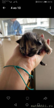 Любимая кошатинка  - IMG-7b492bfb04a98f33696f7de89be8a841-V.jpg