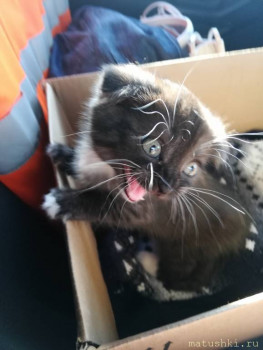 Не хотим быть в коробке! Возьмите меня на ручки!!