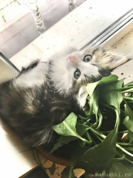 Любимая кошатинка  - FBCFFE75-CFB4-4E72-ACB5-86D9A556F47B.jpeg