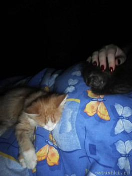 Любимая кошатинка  - IMG_20200729_234054.jpg