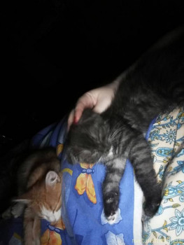 Любимая кошатинка  - IMG_20200729_234228.jpg