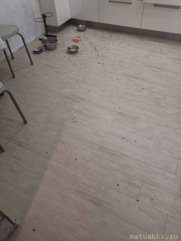 Страшнее кошки зверя нет  - IMG-cc440976d7598f9e2026d9f12a9b8e11-V.jpg