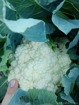 Тема для КОРОТКИХ вопросов-6 - IMG_20200802_191108.jpg