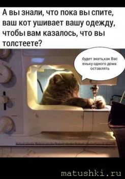 Страшнее кошки зверя нет  - image (6).jpg