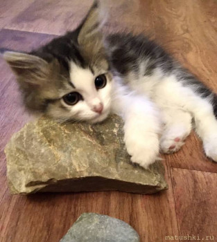 Страшнее кошки зверя нет  - 97CFA88B-EED2-49B0-BD76-76BAA8760237.jpeg