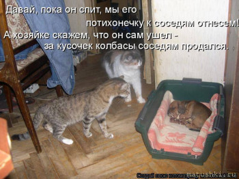 Страшнее кошки зверя нет  - CU.jpg