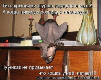 Страшнее кошки зверя нет  - ad21a6d571480a49df879badea66b06f_i-14209.jpg