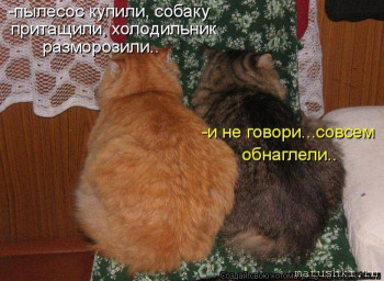 Страшнее кошки зверя нет  - 1507231_cats.jpg