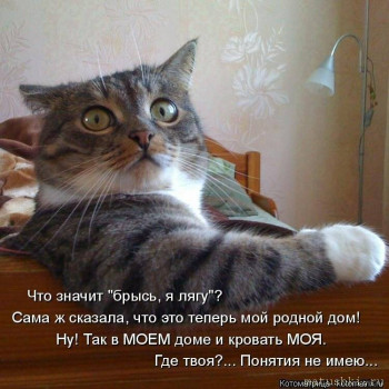 Страшнее кошки зверя нет  - scale_1200 (1).jpeg