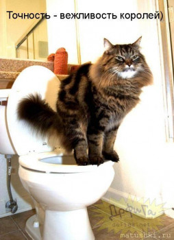 Страшнее кошки зверя нет  - cb96bb8ebf674f42758be0c35237d73d--album-maine-coon.jpg