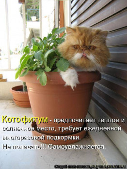 Страшнее кошки зверя нет  - 32180_44340nothumb650.jpg