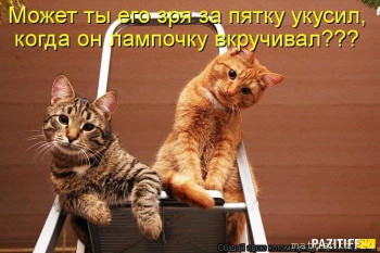 Страшнее кошки зверя нет  - s1200 (8).jpeg