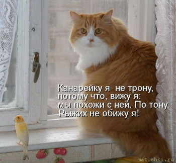 Страшнее кошки зверя нет  - original.jpg