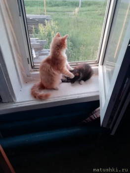 Любимая кошатинка  - IMG-3f2063725afbddfb75fd08ffdbc7351f-V.jpg