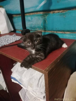 Любимая кошатинка  - IMG-38302d945cd3479ccdffc61aa6e7041b-V.jpg