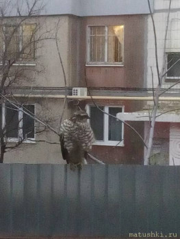 Птичий рынок  - IMG_20180111_172132.jpg