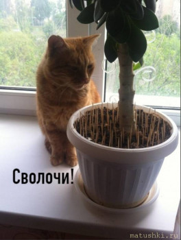 Любимая кошатинка  - kztoYbu7Tkg.jpg