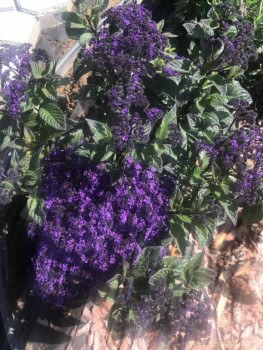 Наши цветы 2 - C23D436F-9D5A-49F8-BC20-265D469F49D3.jpeg