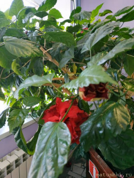 Наши цветы 2 - IMG_20200808_093431.jpg