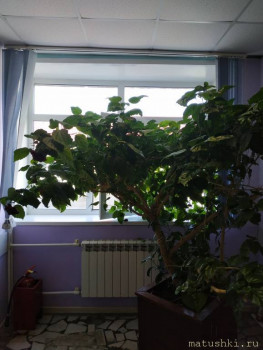 Наши цветы 2 - IMG_20200808_093422.jpg