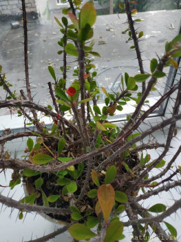 Помогите определить растение - IMG_20200812_113803.jpg