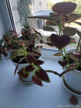 Помогите определить растение - IMG_20200809_140436.jpg