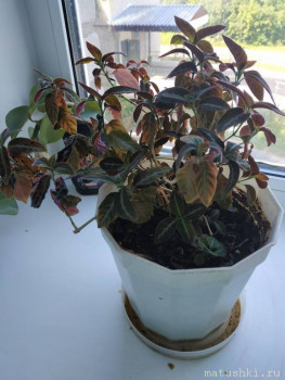 Помогите определить растение - IMG_20200809_140423.jpg