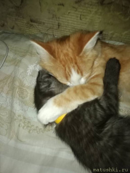 Любимая кошатинка  - IMG-17dfa3f5b53d21a3b02bf06c868d3f1b-V.jpg