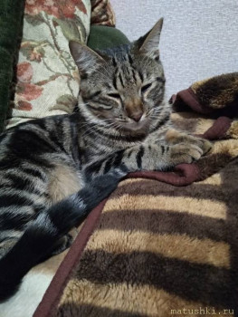 Любимая кошатинка  - IMG_20200815_231416.jpg