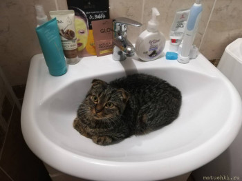 Любимая кошатинка  - IMG_20200818_074956.jpg