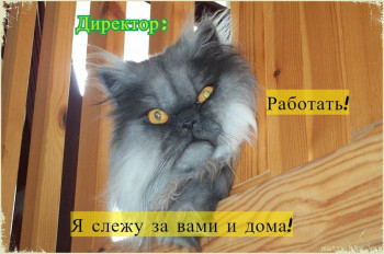 Страшнее кошки зверя нет  - scale_1200.jpeg