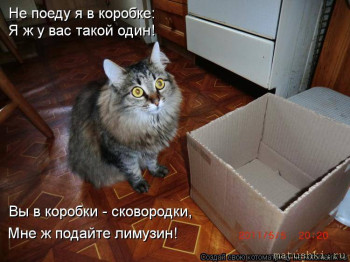 Страшнее кошки зверя нет  - kotomatritsa_Z3.jpg