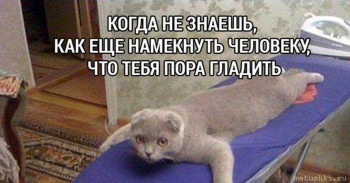 Страшнее кошки зверя нет  - og_og_1469725627281159600.jpg