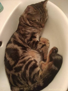 Любимая кошатинка  - IMG_20200812_124637.jpg