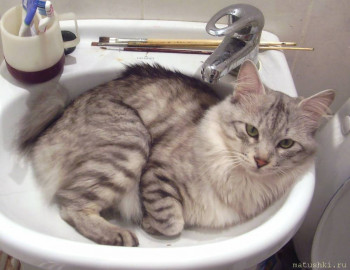 Любимая кошатинка  - Изображение 141.jpg