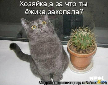 Страшнее кошки зверя нет  - s1200 (12).jpeg