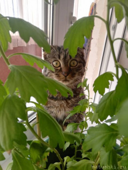 Любимая кошатинка  - IMG_20200825_141303.jpg