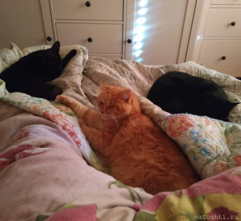 Любимая кошатинка  - IMG_20200825_091719.jpg