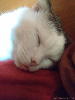 Любимая кошатинка  - yp1hsbpZpCE.jpg