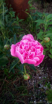 О ЗДРАВИИ - P_20200702_215356.jpg