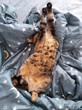 Любимая кошатинка  - IMG_20200909_121205.jpg